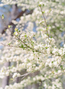 Little River Farm Atlanta wedding Planner